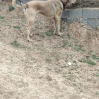 توله عراقی پژدر|سگ|رشت, نامجو|دیوار