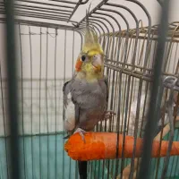 عروس هلندی  نر سالم و سلامت قیمت ۷۰۰تومان