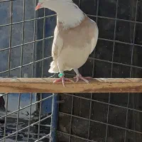 کفترطلافقط400ت|پرنده|باغستان, |دیوار