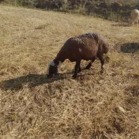 میش وبره
