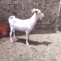 نری سانن اصل