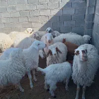 ۵بره ماده|حیوانات مزرعه|سرایان, |دیوار