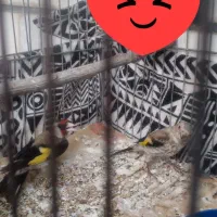 جوجه سهره ۲عدد‌سهره معاوضه دارم با قناری