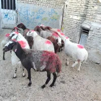 11 راس میش جوان دو رگه|حیوانات مزرعه|تربت‌حیدریه, باغ سلطانی|دیوار
