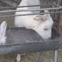 بزغاله  ماده  سانن اصل