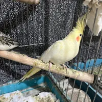 عروس هلندی|پرنده|تهران, حشمتیه|دیوار