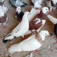 کبوتر رنگی|پرنده|شادگان, |دیوار