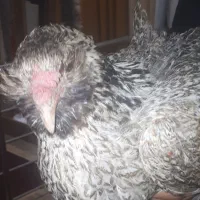 مرغ محلی ریش درشت|حیوانات مزرعه|بندرعباس, |دیوار