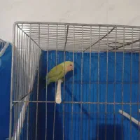 کوتوله|پرنده|اصفهان, عاشقآباد|دیوار