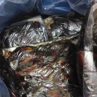 خرمای درجه یک بوشهر ۱۸۰۰۰۰ تومان