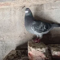 پرنده|پرنده|نمین, |دیوار