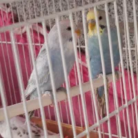 مرغ عشق نر و ماده