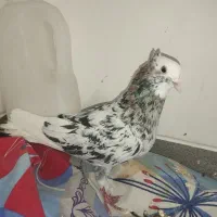 چند عدد کفتر