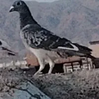 نر قره گم شده