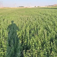 یونجه پرس
