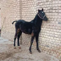 کره مادیان مشکی