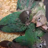 گرینچیک گرین چیک|پرنده|تهران, زهتابی|دیوار