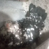 تخم مرغ گلین نطفه‌دار از مرغ‌های اصلی نژادهای اصلی|حیوانات مزرعه|قم, نوبهار|دیوار