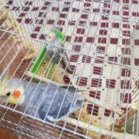 عروس هلندی|پرنده|خمینی‌شهر, |دیوار