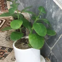 گل قاشقی|گل و گیاه طبیعی|قم, لسانی|دیوار