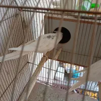 عروس نر تک خال آلبینو|پرنده|باقرشهر, |دیوار