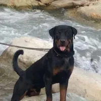 سگ گمشده مژدگانی 50میلیون