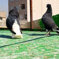 کفتر زاغ دم‌سفید...چپ جفتگاه