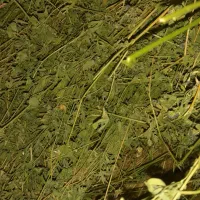 یونجه ریز قلم|لوازم جانبی حیوانات|صائین قلعه, |دیوار