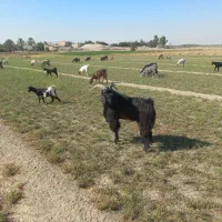 فروش یک عدد پازن داشتی|حیوانات مزرعه|هندیجان, |دیوار