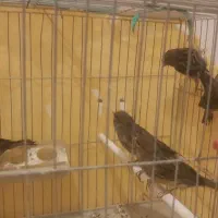 قناری سرخ نر مست و ماده اماده|پرنده|مرودشت, علیآباد|دیوار