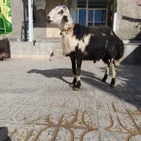 بره قوچ لخت پوست گاوی