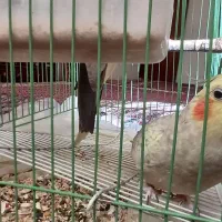 عروس هلندی از نژاد خاص|پرنده|قروه, |دیوار