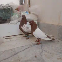 کفتر|پرنده|بجنورد, |دیوار