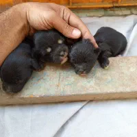 واگذاری توله|سگ|ورامین, خیر آباد|دیوار