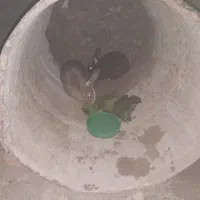 خرگوش جفت