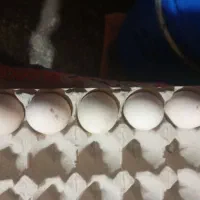 تخم مرغ لاری نطفه دار