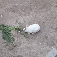 فروش‌یک‌عدد‌خرگوش