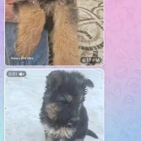 توله‌ژرمن‌شپرد