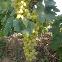 ۱۰۰۰۰ مترباغ انگوری زمین سنددار تک برگ