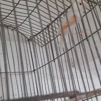 قناری نر ریزخونه بلند