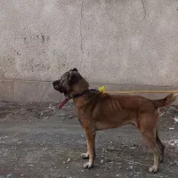 سگ افقان خراسانی