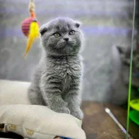 گربه بلوصورت خرسی