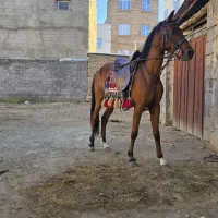 نریان و مادیان