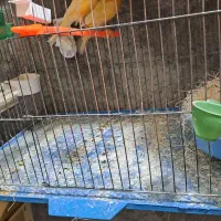 جفت قناری رد فاکتور|پرنده|شیراز, رازی|دیوار