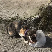 گربه گمشده|حیوانات|رشت, تازه آباد|دیوار