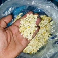 بذره خیار چنبر