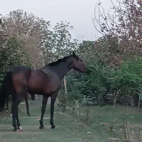 پانسیون و نگهاری اسب پرورش اسب|اسب و تجهیزات اسبسواری|تهران, والفجر (افسریه)|دیوار