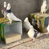 طوقی|پرنده|حمیدیا, |دیوار