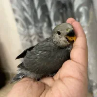 دو عددجوجه طوطی برزیلی سرلاکی