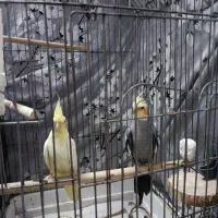 عروس هلندی جفت